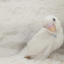 なっかなか稀に見るーーｷﾚｲカラーのコ☆　セキセイインコ　パイド～～