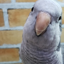 カッコいいカラーだけど甘々ちゃん♡オキナインコ（コバルト）