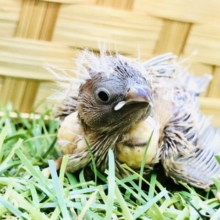 とゅるとゅるなベイビーさん♪♪　キンカチョウ