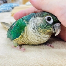 【動画更新🪄】くりくりお目目に見つめられちゃう♡ウロコインコ（ブルーパイナップル）
