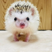 人懐っこい元気ちゃん🦔💓ハリネズミ（ノーマル）