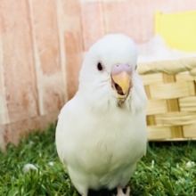 ふわふわわたがしちゃん♪　セキセイインコ