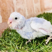 その姿は晴天の如し・・・　セキセイインコ