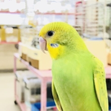 【最新画像更新☆☆】美味しそうなメロンカラー？？　セキセイインコ