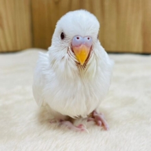 優しいお顔の天使🪽セキセイインコ（アルビノ）ヒナ