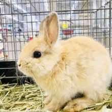 ふわモチ天使ちゃん♪♪　ネザーランドドワーフ