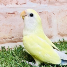 【最新画像更新☆☆】ゴージャスに可憐なカラーです♪♪　コザクラインコ