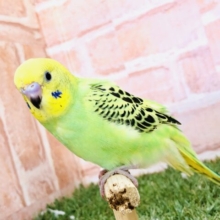 【最新画像更新☆☆】これぞセキセイインコ！！　セキセイインコ