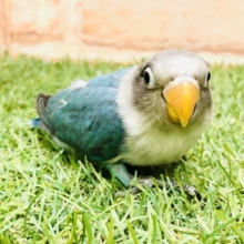【最新画像更新☆☆】人気のボッちゃんだよ～　ボタンインコ