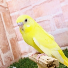 【最新画像更新☆☆】元気あふれる黄色い閃光☆　セキセイインコ
