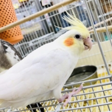 ちょっとツンデレ！？　オカメインコ