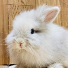 【動画更新🪄】ふわっふわもっふもふなライオンちゃん🦁ライオンラビット（ライラック）男の子