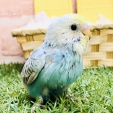 魅惑のレインボーカラー🌈　セキセイインコ