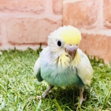 パッと夏バテも吹き飛ぶカラー🌈　セキセイインコ