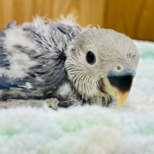わた毛たっぷりの中にチラ見えする素敵な色合い♡コザクラインコ（バイオレット）ヒナ