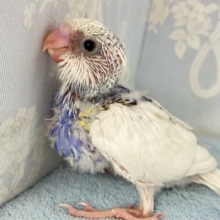 Berry〜🫐very〜元気っ子ッ！！🥳🤍🫐セキセイインコ(パイド2024年8月生まれ)
