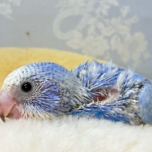 青空ドレスのおてんばさん🌟⋆꙳️🩵セキセイインコ(ブルースパングル2024年8月生まれ)
