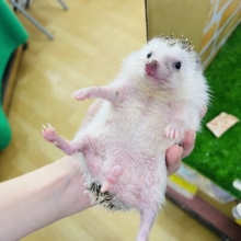 うねうねぇ〜♪ちくちくレディのハリネズミ♡