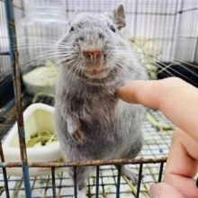 最新画像あります✨ツヤツヤボディーがかっこいい⭐️デグーのシルバー！！