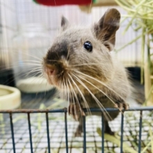 最新画像あります❤️甘いのはお好き〜⁇甘えん坊になりそうな予感❣️デグーのチョコレート！！