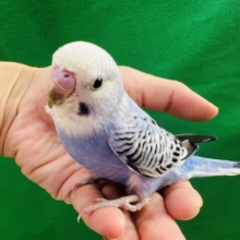 かまってちゃんﾀﾞﾖ♡ブルーオパーリンのセキセイインコ☆