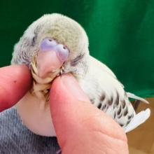 画像更新☆綺麗ですよ〜❤セキセイインコのヒナ(4色ハルクイン)入荷しました❤