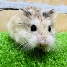 ひょっこり！瞬足の持ち主☆ロボロフスキーハムスターの男の子！