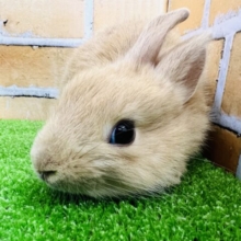 ぺたんこ♡優しいほうじ茶♪ネザーランドドワーフラビット☆