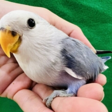 画像更新☆とっても綺麗な色合い♪ぽちょんと座る姿にズキュン♡小桜インコ（バイオレットオパーリン）