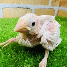 お待たせしました！無垢な白文鳥☆