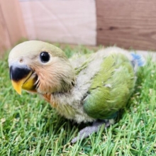 最新画像あります⭐️クリクリおめめの👀るんっフェイス😃コザクラインコのノーマル！！
