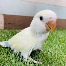 最新画像あります✨淡いお色で優しい雰囲気のヒナさんですっ❣️コザクラインコのパステル系！！