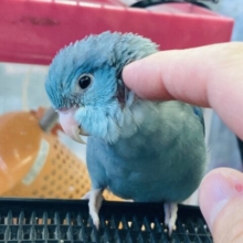 最高にかわいい甘えんボーイ💙*ˊᵕˋ手乗りマメルリハ(ブルー)男のコ🌟♂