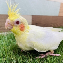 最新画像あります⭐️定番人気❗️優しいお色が可愛いんですよね〜オカメインコのルチノーカラー💛❤️