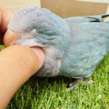 最新画像・水浴び動画あります🎥ぱっちりおめめのワキワキブルー🩵オキナインコのブルー！！