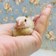 かわいいシナモン文鳥さんが入舎です🪽🧡🤍