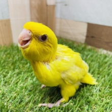 明るい体のサンサンイエロー☀️サザナミインコのルチノー！！