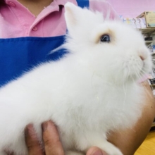 最新画像あります⭐️白くてふわふわなライオンラビット☁️「わたちゃん」です🩷