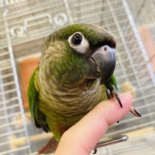 懐こく人が大好きなラブリーウロコっち💚💛 *ˊᵕˋ