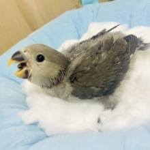 こざぽっぽ🐦🐦🐦個人的お気に入りカラー💫　コザクラインコ　モーブ