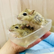 ぷっくりむぎゅ〜ん💓なマシュマロネズミ🐀🐀🍡　ジャイアントジャービル　