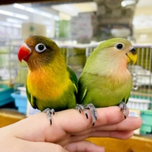 なれてるよ〜❣️1人餌間近❣️手のり❣️触れ合い大好き❤️‍🔥潤んだおめめのファンキーボタン❤️‍🔥🖤💚　ボタンインコ　キエリ
