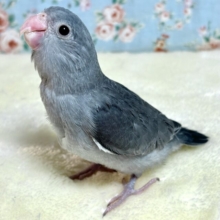 マメルリハ  ブラックモーブ  男の子  🎧🖤ྀི🌿‬