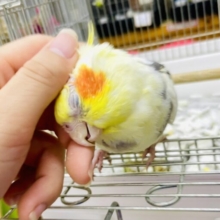 なれてるよ〜❣️ナデナデ⭕️カキカキ⭕️ お辞儀で知らせるよ！撫でてねっっ🎵　オカメインコ　パイド