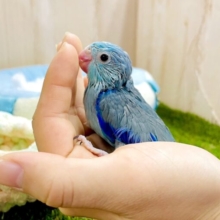 おまめぶるーツインズ登場だよっ🩵💙　マメルリハ　ブルー　男の子