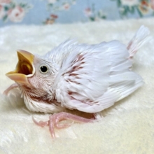 白文鳥  ❤️🤍.*･ﾟ