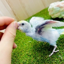 🍭🍭🍭ほろ〜りラムネ🩵💛　セキセイインコ　パステルレインボー