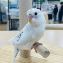【最新画像更新🪄】手に吸い付くごま塩ちゃん💓セキセイインコ（白ハルクイン）ヒナ
