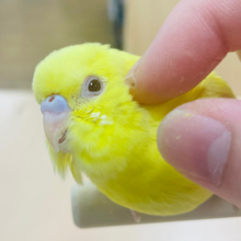 【最新画像更新🪄】ひよこじゃないよ🐣セキセイインコ（ルチノー）小山