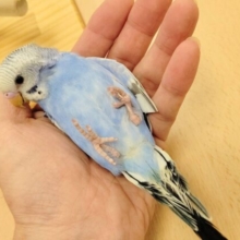 【最新画像更新🪄カゴデビューしました⭐︎】手の上ちょこんと可愛い🫧セキセイインコ（オパーリン）ヒナ
